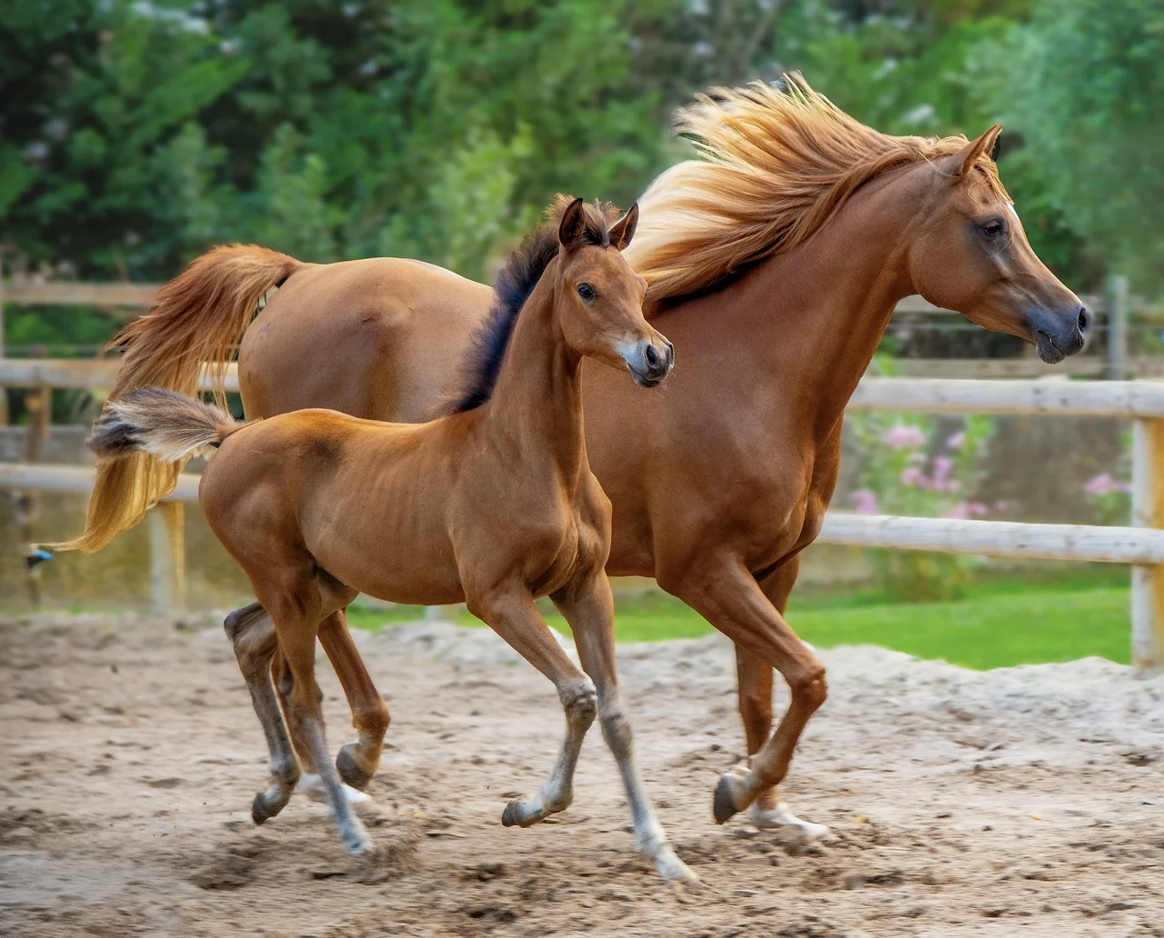 horse-8104389_1280