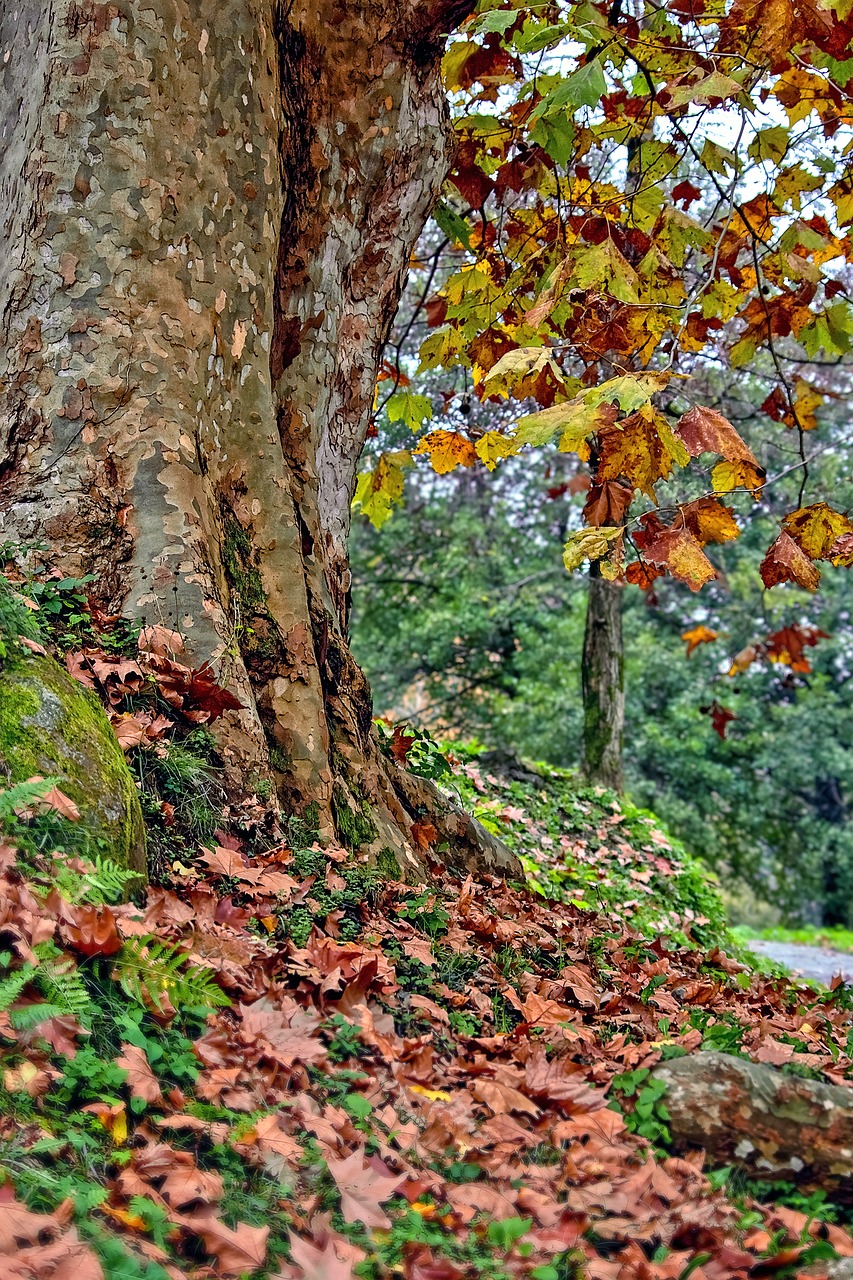 tree-8383888_1280