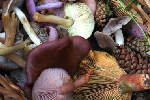 Mushrooms and herbs (Börzsöny)