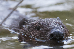 Beaver Safari