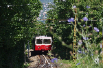 Eco-walk in Svábhegy