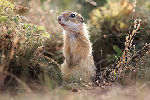 Wildlife photography tour