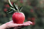 Fruit tree grafting