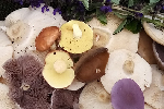 Mushrooms and herbs (Vértes)