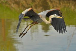 41036680 - great blue heron flying across lake