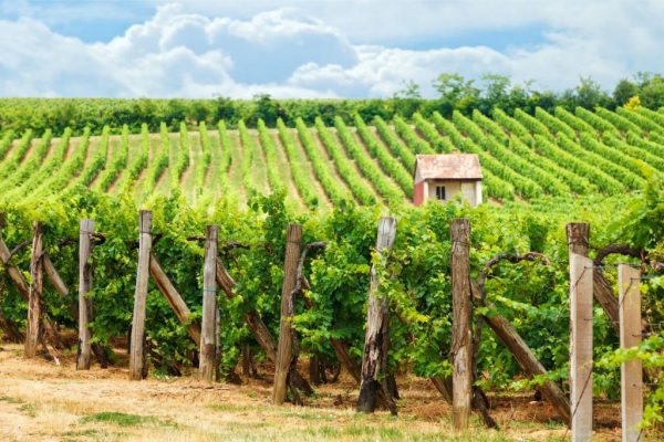 45885215 - old vineyard of blaufrankisch blue frankish grape in hungary