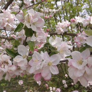 apple-tree-5262783_1280