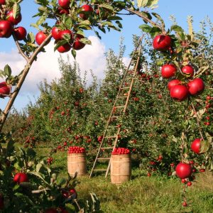 apples-1873078_1920