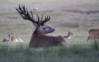 deer-4693574_1280
