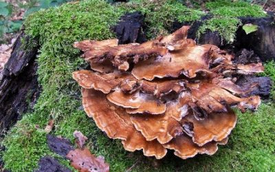 fungus-72780_1280pixas