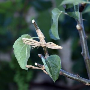graft-tree-3443614_1280