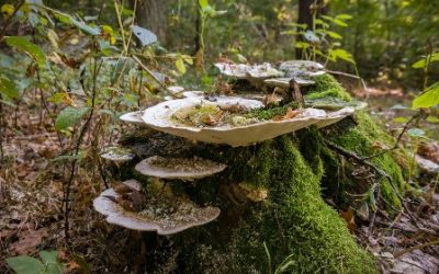 moss-3735872_1280pixas
