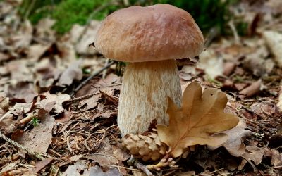 mushroom-2687012_1280pixa