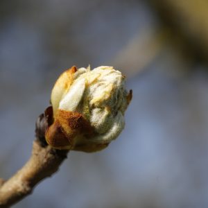 spring-4960197_1280